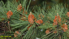 Pinus thunbergii
