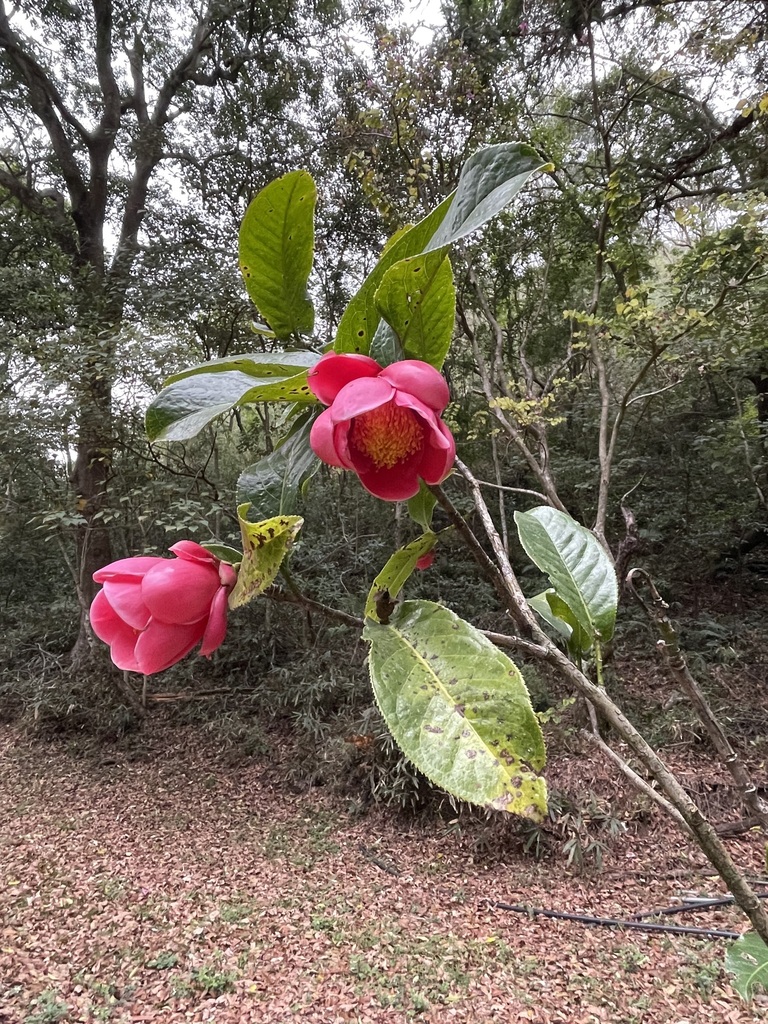 Camellia amplexifolia
