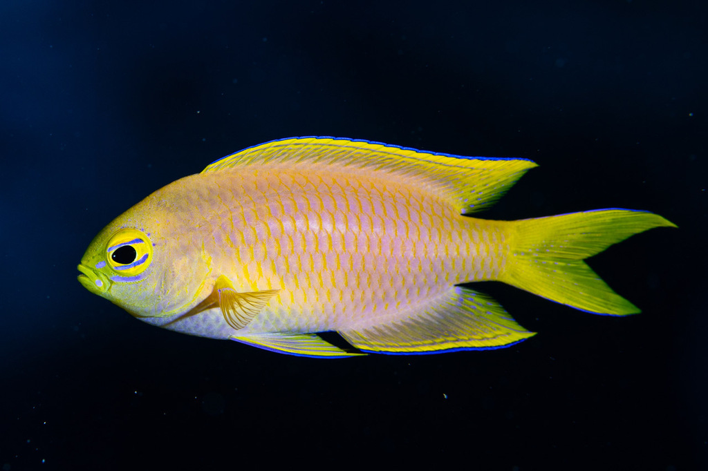 Canary Damselfish