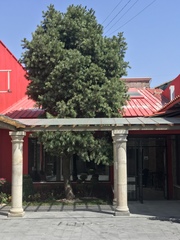 Pinus maximartinezii