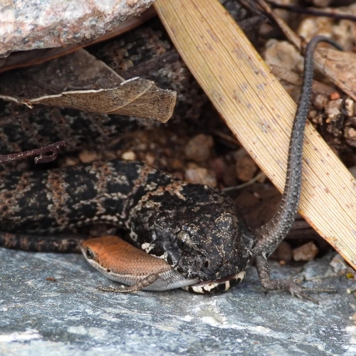 Southern Death Adder sighting