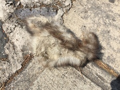 Bassariscus
