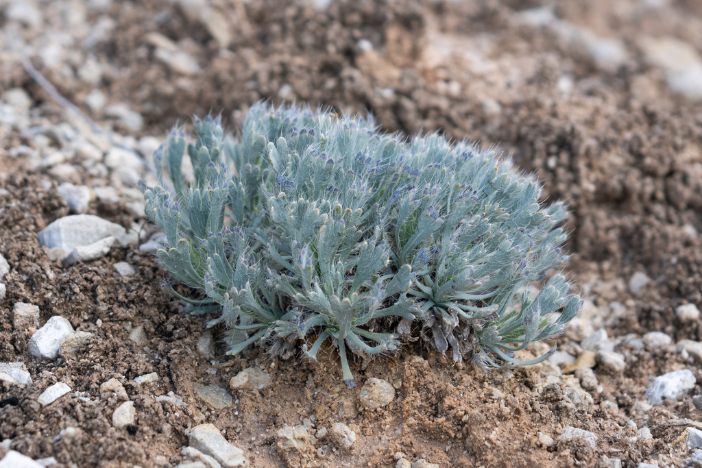 Dwarf Bear-poppy in March 2023 by Eric Koberle. Gypsiferous soils at ...