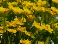 Caltha palustris palustris
