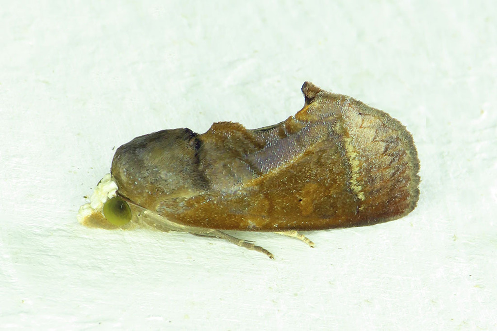 Gonodonta immaculata