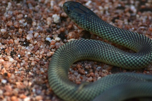 Mulga Snake sighting