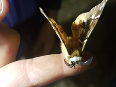 Endromis versicolora