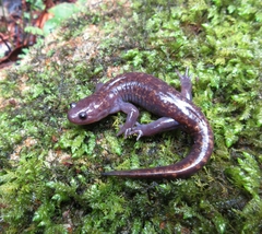 Oki Salamander photo 1