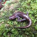 Oki Salamander - Photo (c) Yucheol Shin, some rights reserved (CC BY-NC), uploaded by Yucheol Shin