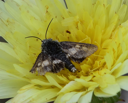 Small Heliothodes Moth photo 5