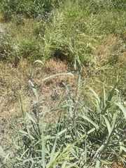 Panicum antidotale