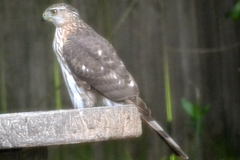 Accipiter cooperii