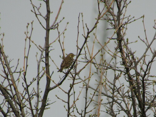Tree Pipit (Anthus trivialis), photo 9