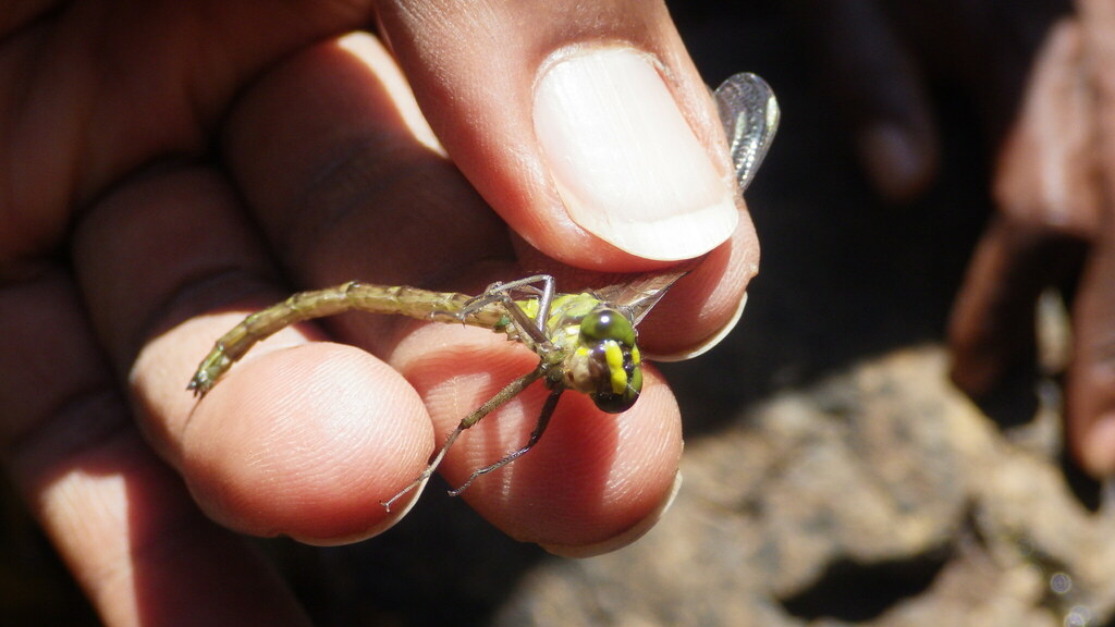 Notogomphus maathaiae
