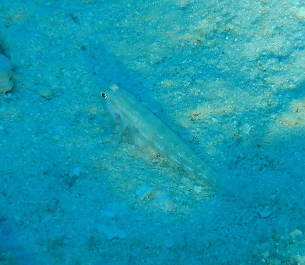 Eyebar goby