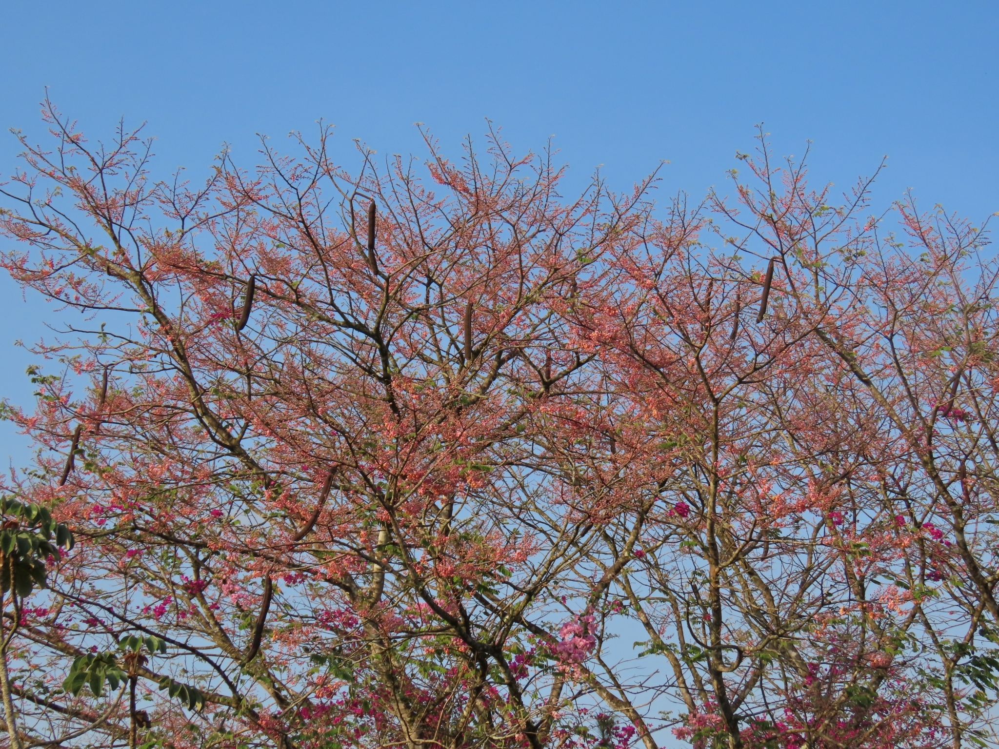 Imagem de Cássia-Rosa