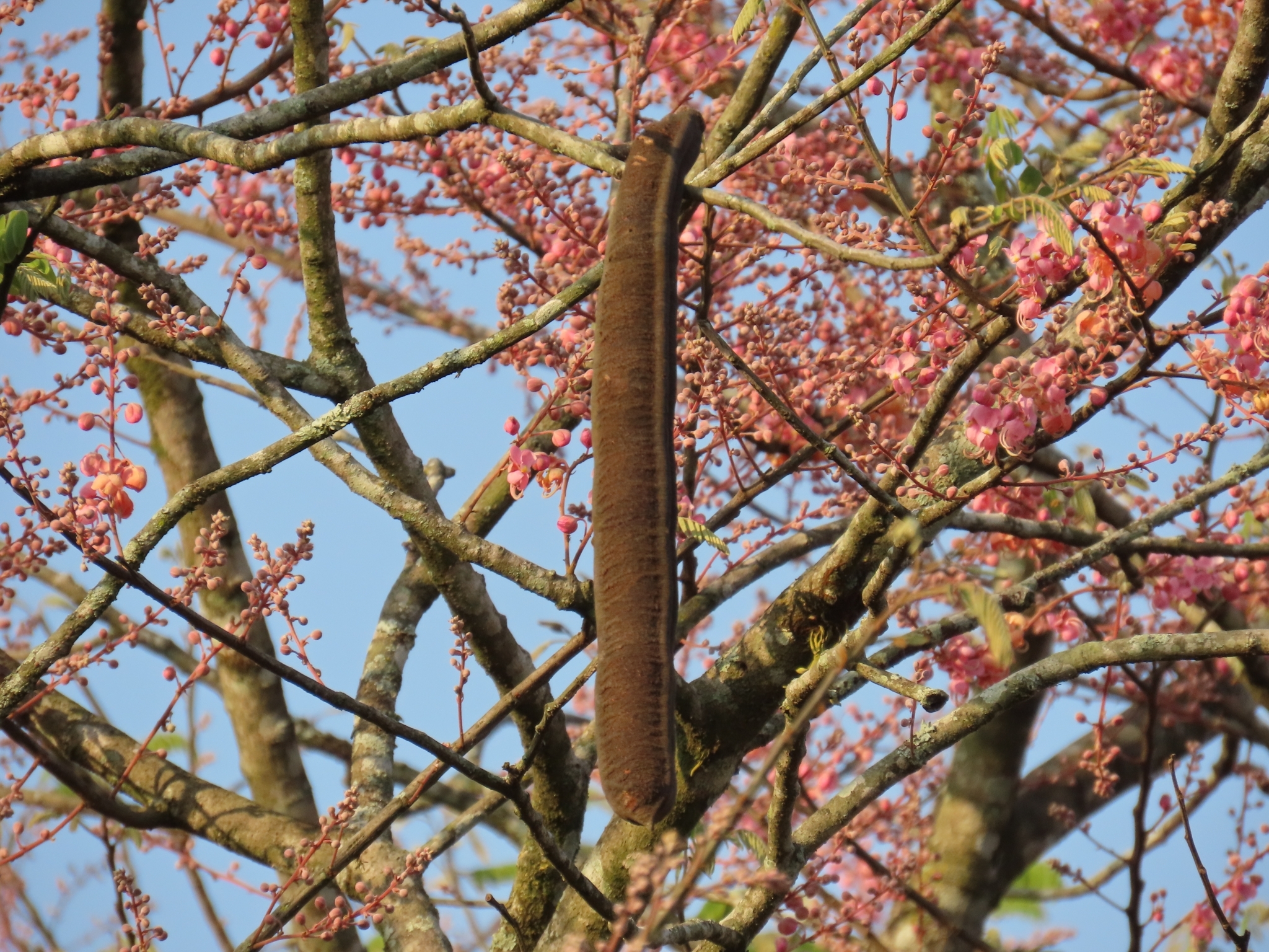 Imagem de Cássia-Rosa