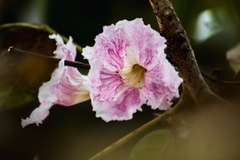 Handroanthus impetiginosus