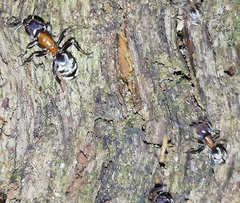 Liometopum microcephalum