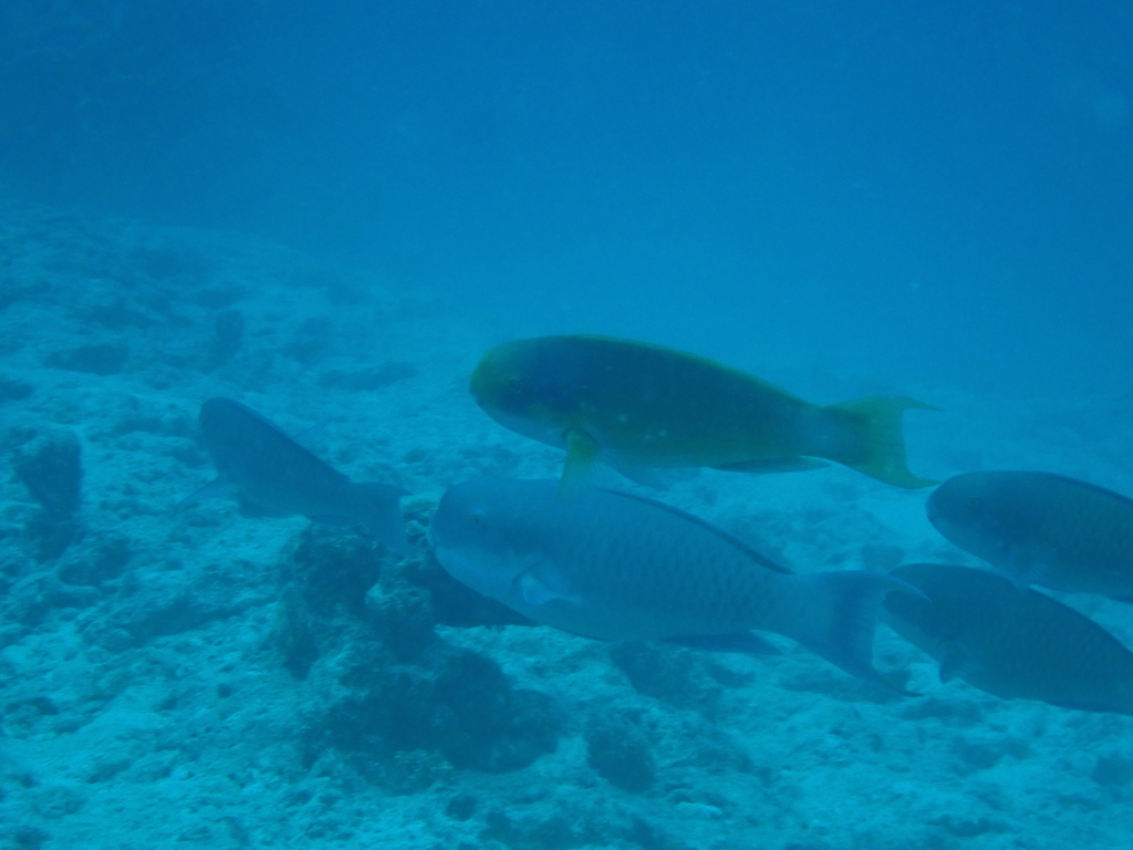 Blunt-head Parrotfish