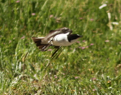 Ficedula hypoleuca hypoleuca