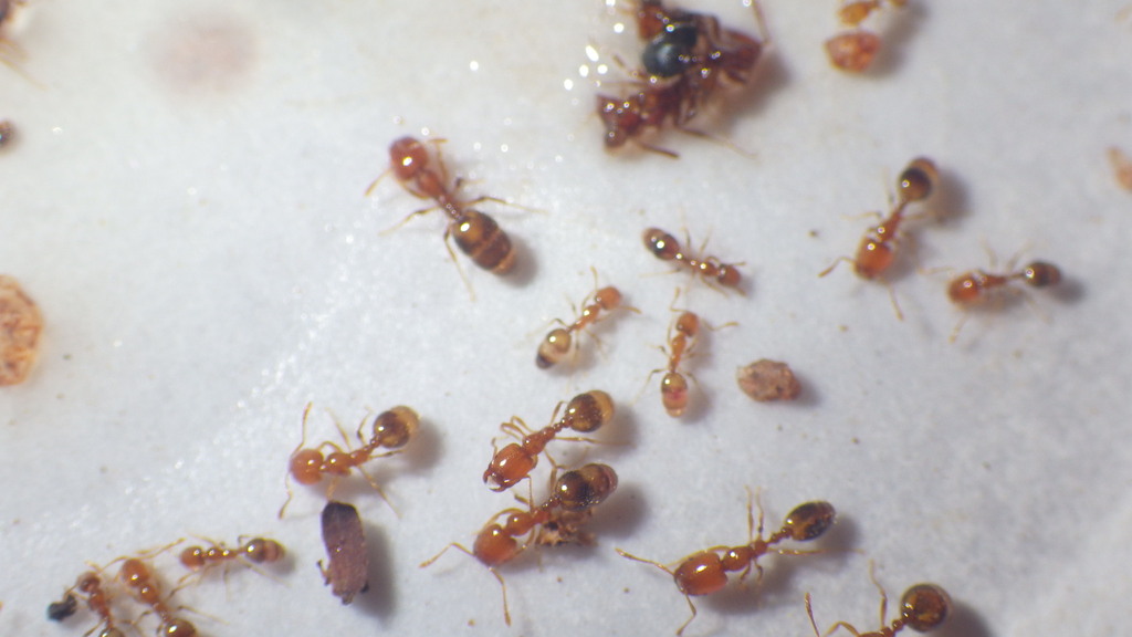 Trichomyrmex oscaris