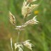 Creeping Velvet Grass - Photo (c) Kenraiz, some rights reserved (CC BY-SA)