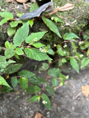 Begonia semiovata image