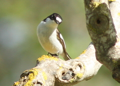 Ficedula hypoleuca hypoleuca