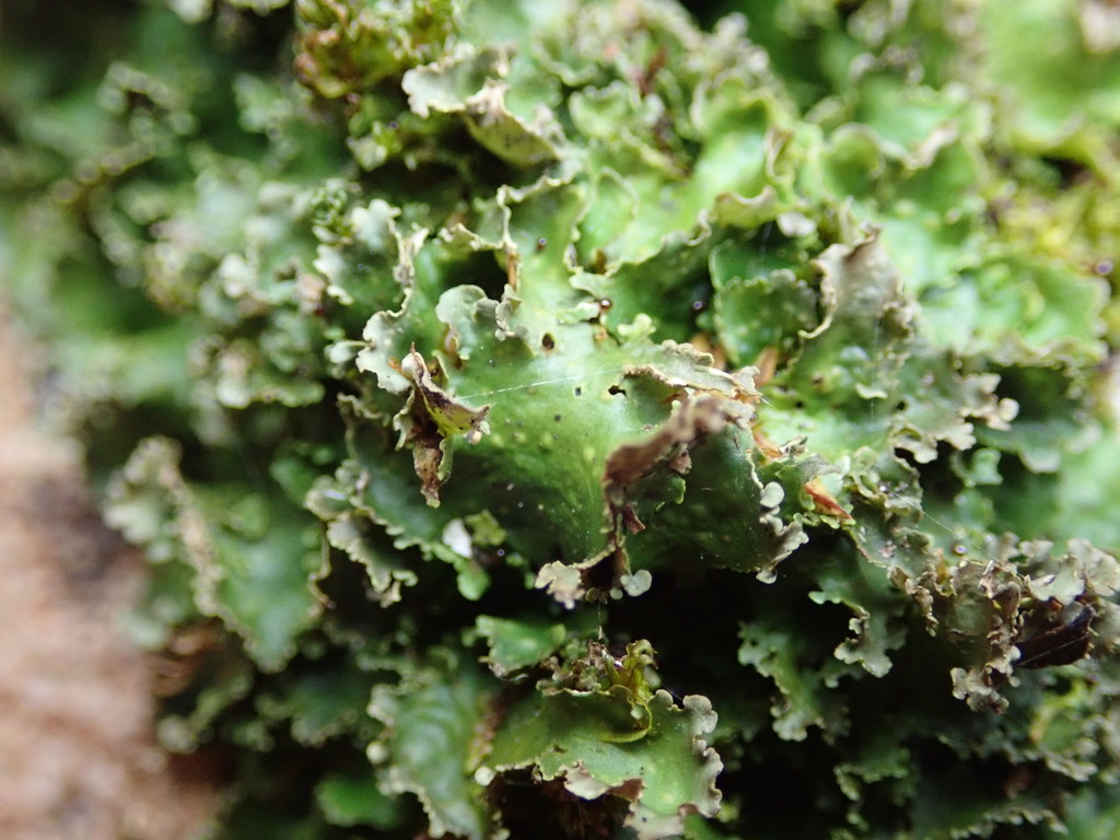 Moon Lichens (Macrolichens Genera Of The Pacific Northwest ) · INaturalist