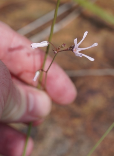 Ceropegia rubella