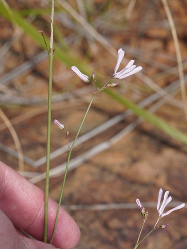 Ceropegia rubella