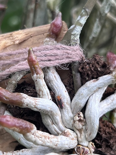 Bromeliaemiris observed 2024-04-03