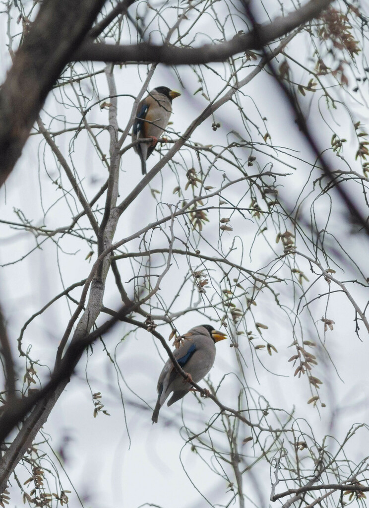 Japanese Grosbeak from 中国浙江省杭州市西湖区 on January 8, 2022 at 10:39 AM by ...