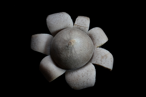 Geastrum floriforme (Photo 4 of 5)