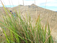 Anthoxanthum redolens