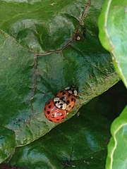 Harmonia axyridis