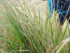 Anthoxanthum redolens