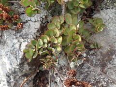 Veronica lavaudiana
