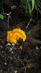 Hymenogloea papyracea
