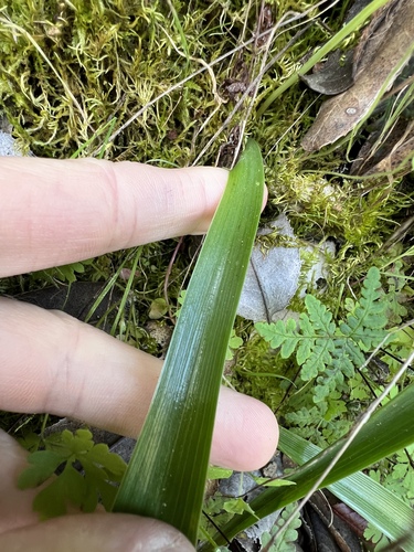 Mariposa Lily* foliage