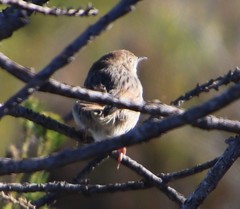 Cisticola subruficapilla
