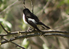 Ficedula hypoleuca hypoleuca