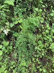 Adiantum jordanii image
