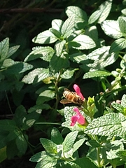Apis mellifera