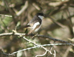 Ficedula hypoleuca hypoleuca