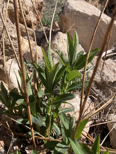 Euphorbia altissima