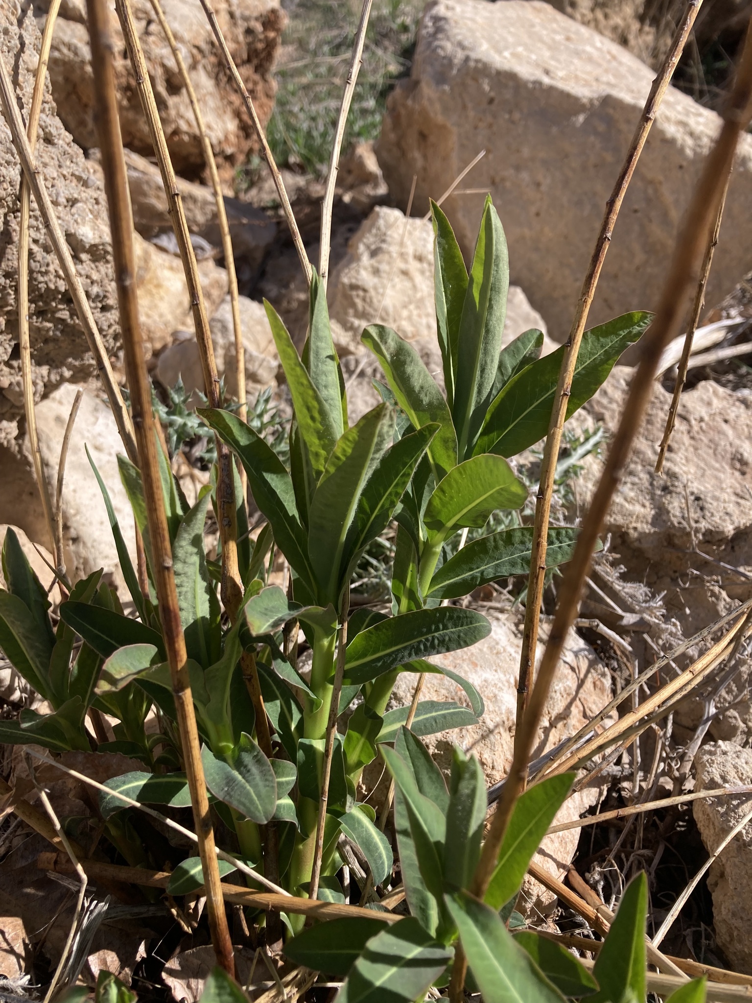 Euphorbia altissima