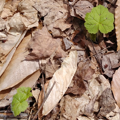 Tiarella stolonifera