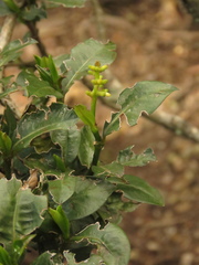 Palicourea boqueronensis